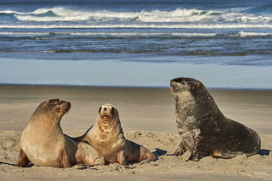 A male New Zealand sea lion (Hooker's sea lion) guards juvenile females of the species on Allans Beach, Otago Peninsula, Otago, South Island, New Zealand