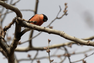 Cute bullfinch is sitting on a tree branch. Animals wildlife. Spring morning. Wild Animals.Wild nature of Ukraine. Closeup. Kiev. Ukraine,