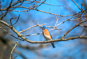 Colorful Eastern Bluebird perched on a tree branch in Springtime