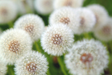 glade white dandelions lot in park