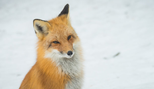 Red Fox - Vulpes vulpes, healthy specimen in his habitat in the woods, sits down and seems to pose for the camera.  