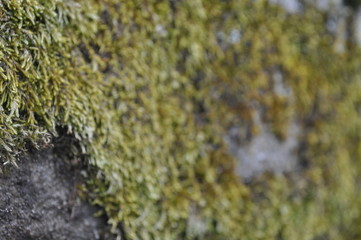 Moss