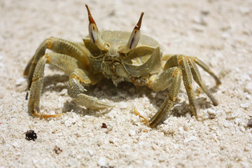 A large crab crawled out on a white sandy beach on a sunny day on the maldives kuramathi island