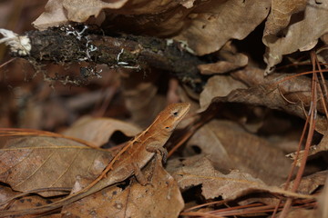 Lagartija 