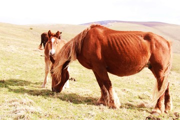 Caballos con cria  en la montaña