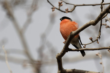 Cute bullfinch is sitting on a tree branch. Animals wildlife. Spring morning. Wild Animals.Wild nature of Ukraine. Closeup. Kiev. Ukraine,