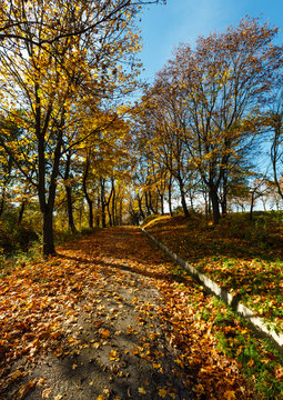 Autumn maple trees in park