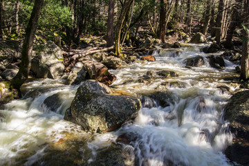 Rushing water through the trees