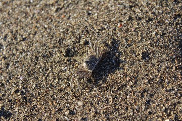 crab