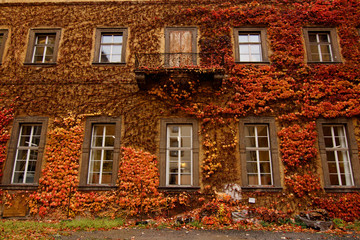 Fototapeta na wymiar Wall with colorful orange and red autumn leaves