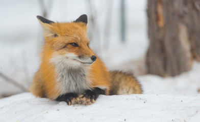 Red Fox - Vulpes vulpes, healthy specimen 
In his habitat in the woods, relaxes, lays down and seems to pose for the camera.