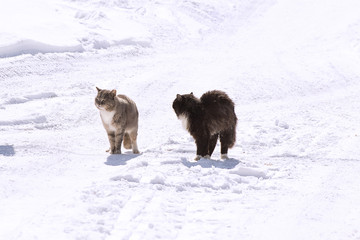 two cats on the winter village street