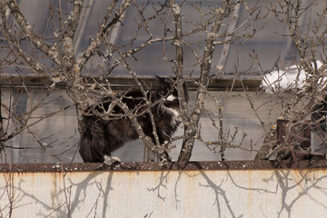 cat on the fence hiding behind branches in the village