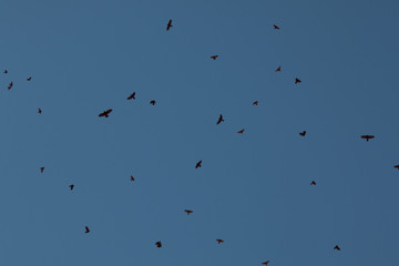 birds circling in the sky