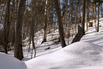 winter forest view