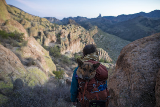 Rear view of man carrying German Shepherd in backpack while hiking on mountain against sky