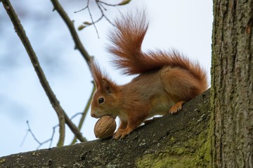 Eichhörnchen 34