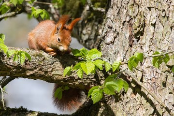 Eichhörnchen 3
