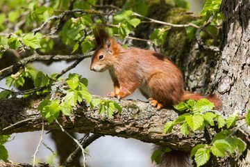 Eichhörnchen 12 © Karl-Heinz Schmidt