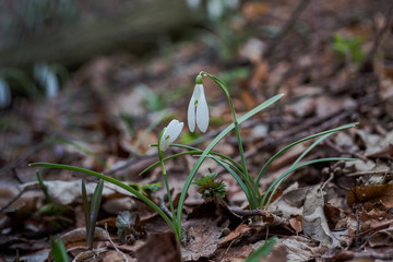 Galanthus, snowdrop three flowers against the background of trees.