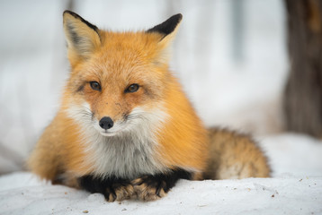 Red Fox - Vulpes vulpes, healthy specimen 
In his habitat in the woods, relaxes, lays down and seems to pose for the camera.