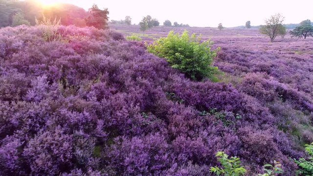 Low altitude aerial of bright purple flowering heathland this landscape is favoured where climatic conditions are typically hard and dry particularly in summer and soils acidic of low fertility occur
