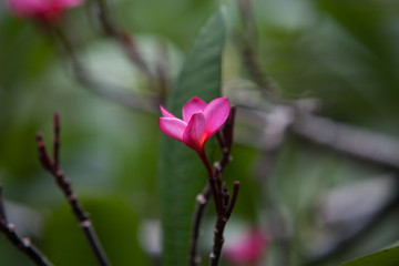 Pink flower in spring
