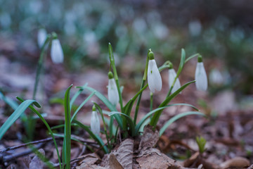 Galanthus, snowdrop three flowers against the background of trees.