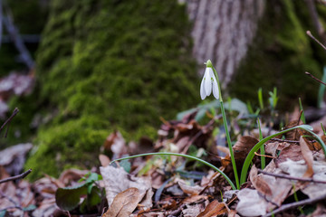 Galanthus, snowdrop three flowers against the background of trees.