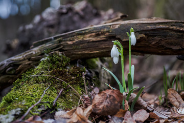 Galanthus, snowdrop three flowers against the background of trees.