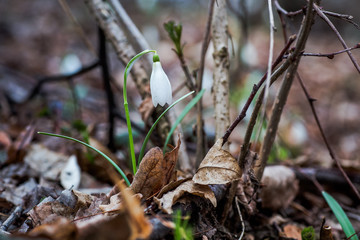 Galanthus, snowdrop three flowers against the background of trees.