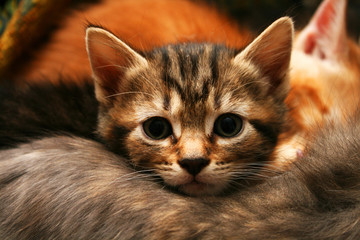 chaton très étonné