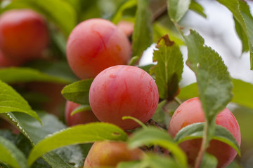 Mirabellen am Baum  (Prunus domestica subsp. syriaca)