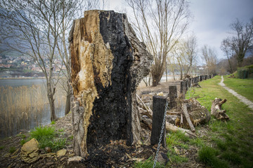 Tree burned by lightning on the shore of a lake