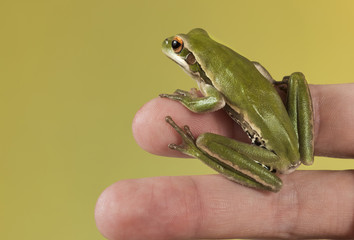 Frog,  La Pampa, Argentina