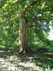 Sunlight shining through the leaves of a beech tree in a park