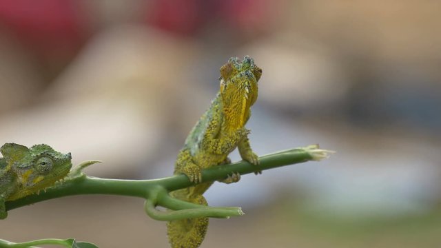 Two chameleons on a twi