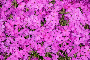 満開のシバザクラ