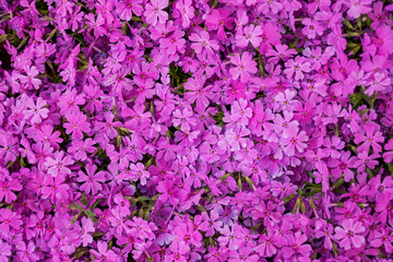 満開のシバザクラ