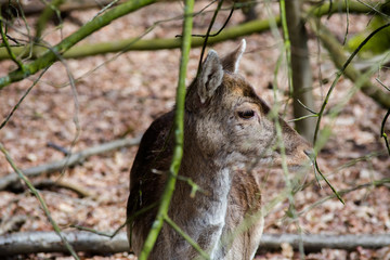 Fallow Deer Forest Spring Brown Grass Tree Leaves