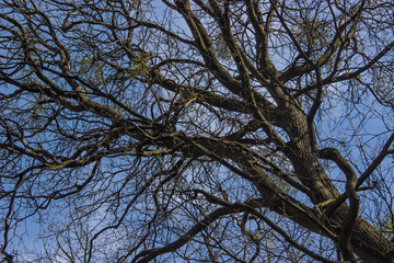 Dry tree crown and blue sky background