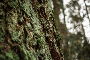 Obraz premium Textured mossy tree