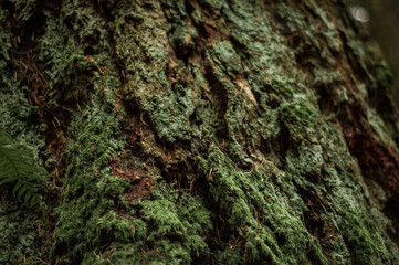 Foresty moss 
