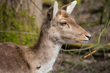 Obraz premium Fallow Deer Forest Spring Brown Grass Tree Leaves