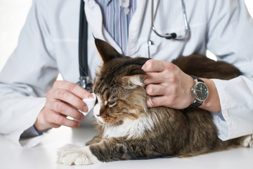 The vet heals cat's eye