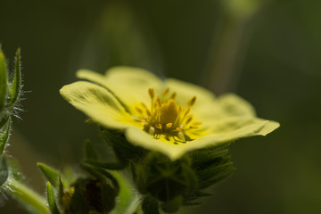Gelbe Bl&uuml;te am Waldrand