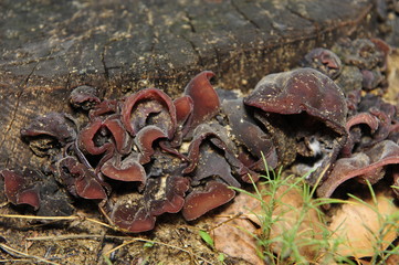 Wild mushrooms, in the wild nature