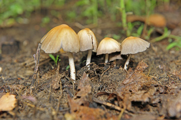 Wild mushrooms, in the wild nature
