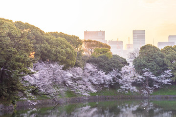 満開の桜　Cherry Blossoms