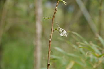ツマキチョウのメス